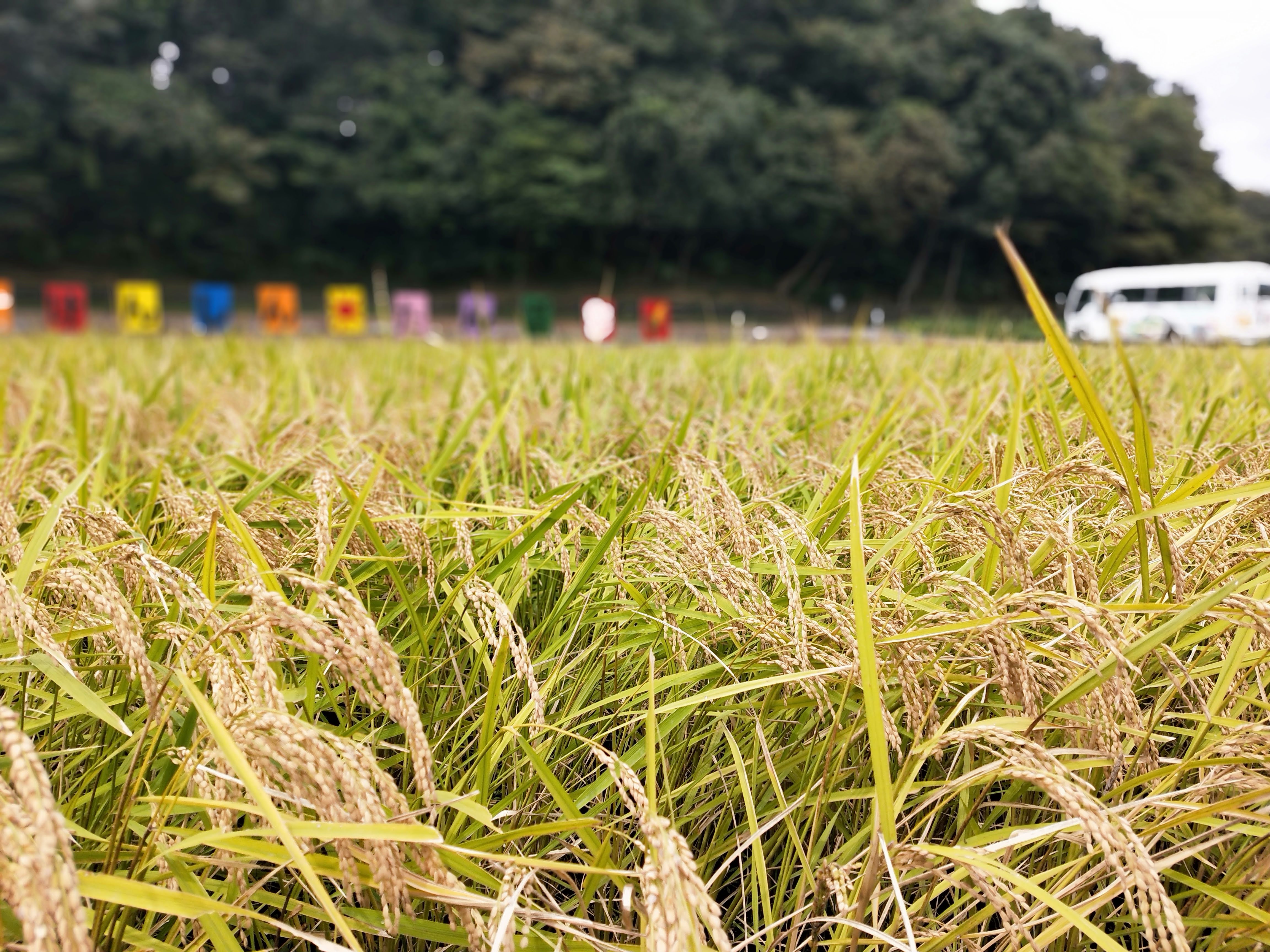 年長 松組 たんぼチャレンジがけんしん田んぼに行きました お知らせ 健伸幼稚園